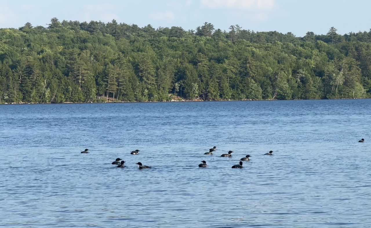 Quiet water at Annabessacook Lake